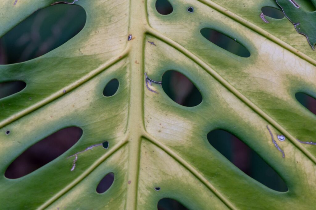 Detailed close-up of a Monstera leaf showcasing its unique texture and perforations.