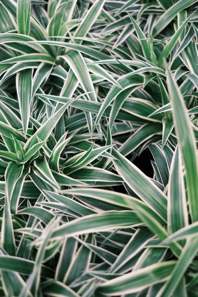 Vibrant green spider plants with striped leaves create a lush and serene atmosphere.
